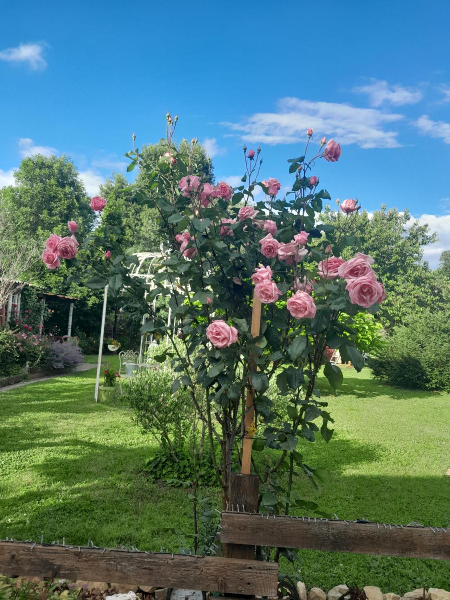 Chambre D'Hote Amitie Et Jardin Carmaux Extérieur photo